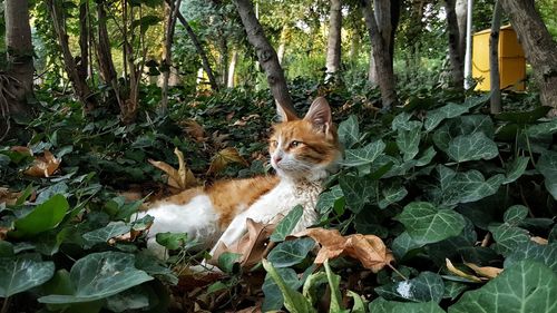 Cat lying on leaves