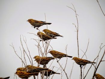 Low angle view of bird perching on tree against clear sky