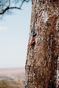 View of lizard on tree trunk