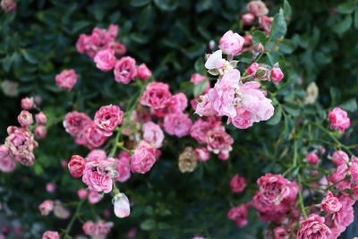 Close-up of pink flowering plants