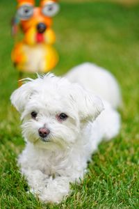 Portrait of a dog on field