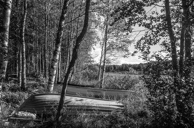 Trees in forest