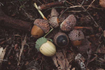 High angle view of mushrooms growing on field