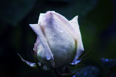 Close-up of raindrops on rose