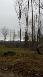 Bare trees on field