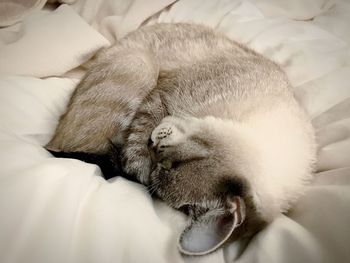 Close-up of dog sleeping on bed