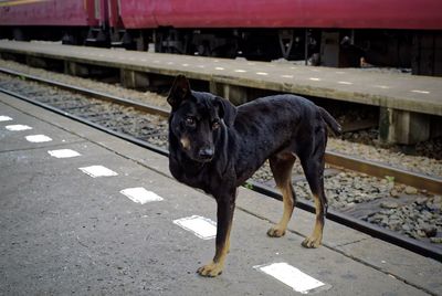 Physically impaired dog standing at railroad station platform