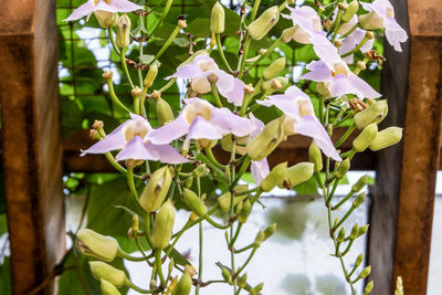 Close-up of white flowering plant