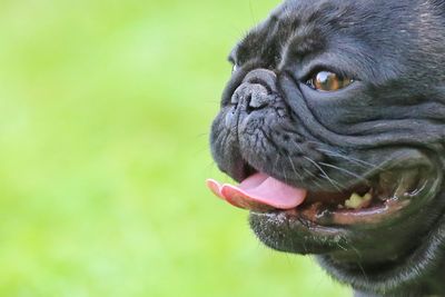 Close-up of a dog