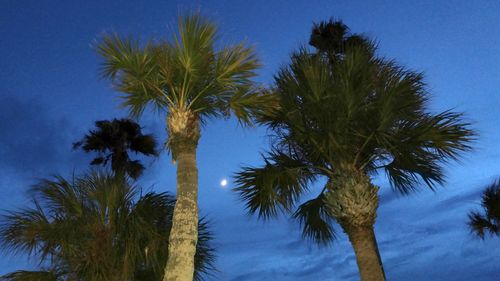 Low angle view of palm tree against blue sky