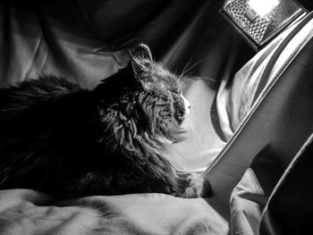 Close-up of cat sleeping on bed at home