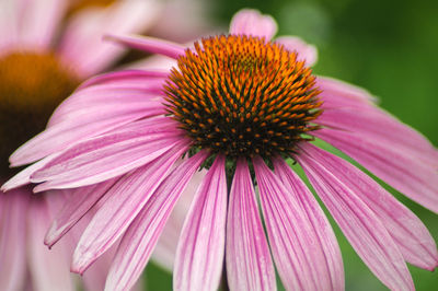 Close-up of pink flower