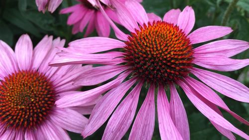 Close-up of eastern purple coneflowers