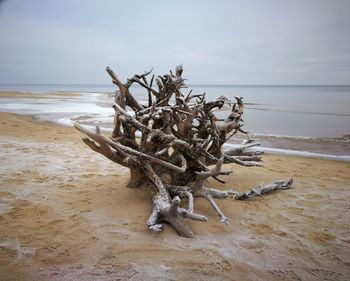 Close-up of driftwood on beach against sky