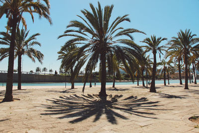 Palm trees on beach against sky