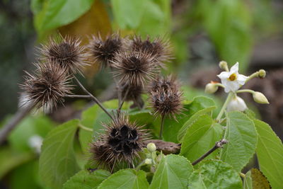 Close-up of plant