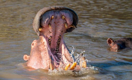 The common hippopotamus  hippo lying in water