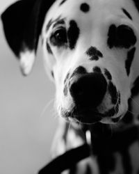 Close-up portrait of dog