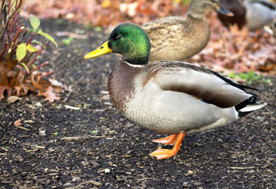 Close-up of duck