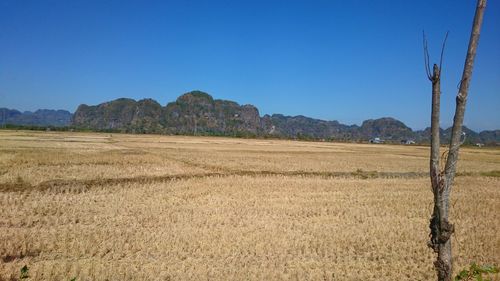 Scenic view of field against clear blue sky