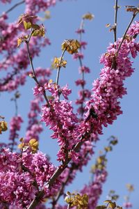 Close-up of pink cherry blossoms in spring