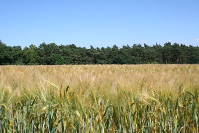 Scenic view of field against clear blue sky