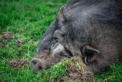 Close-up of pig relaxing on grassy field