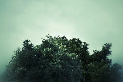 Low angle view of trees against sky