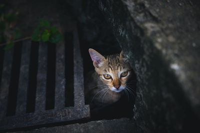 Close-up portrait of cat looking at camera