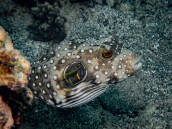 Close-up of fish swimming in sea