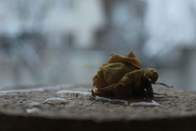Close-up of dry leaves on table