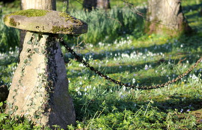 Close-up of tree trunk on field