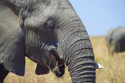 Close up elephant with broken tusk