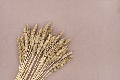 Close-up of wheat against white background