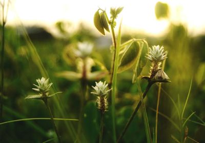 Close-up of fresh green plant