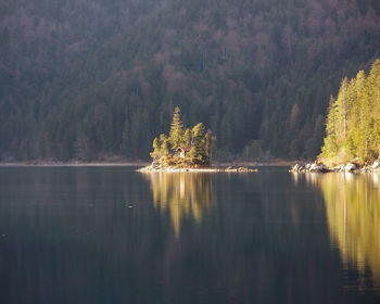 Scenic view of lake in forest