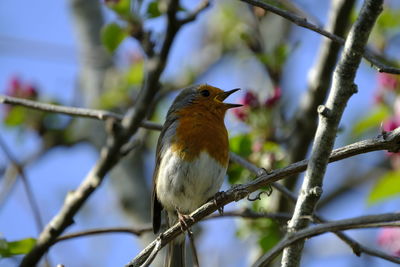 Close-up of bird perching on branch