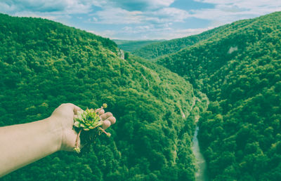 Midsection of person holding green plant on mountain