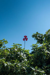 Low angle view of balloons against blue sky