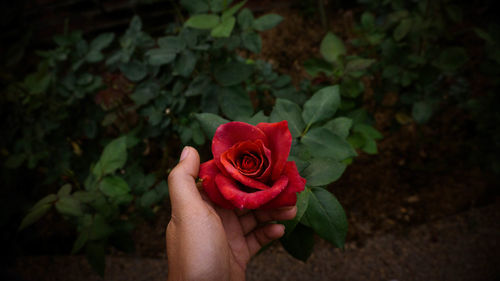 Close-up of hand holding red rose