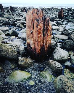 Close-up of damaged log on beach against sky