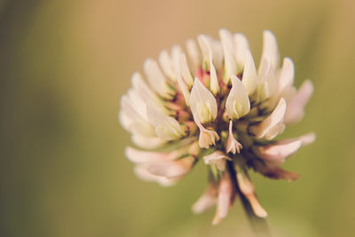 Close-up of flowers blooming