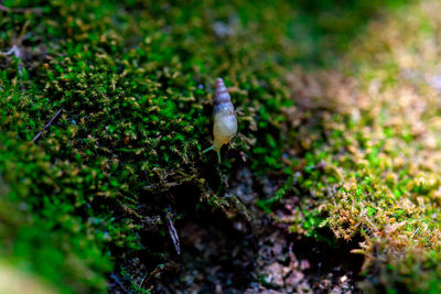 Close-up of mushroom growing on field