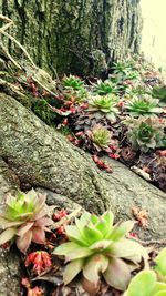 Plants growing on a tree