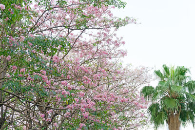 Low angle view of pink flowering tree against clear sky