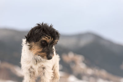 Portrait of dog on mountain against sky