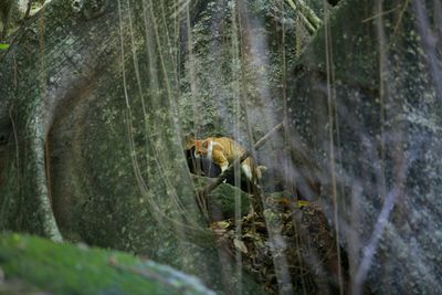 Stream flowing through rocks