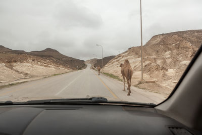 Camel on road seen through car windshield