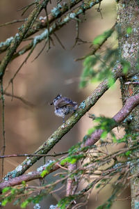 branch