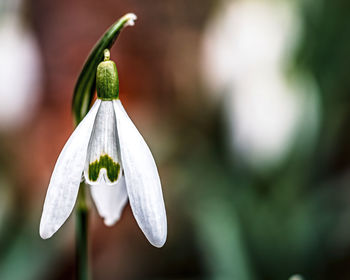 Close-up of white flowering plant